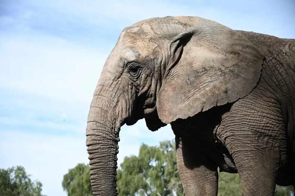 Kenya, la última elefanta en cautiverio de Argentina, pasó por Misiones rumbo a ser liberada en Brasil